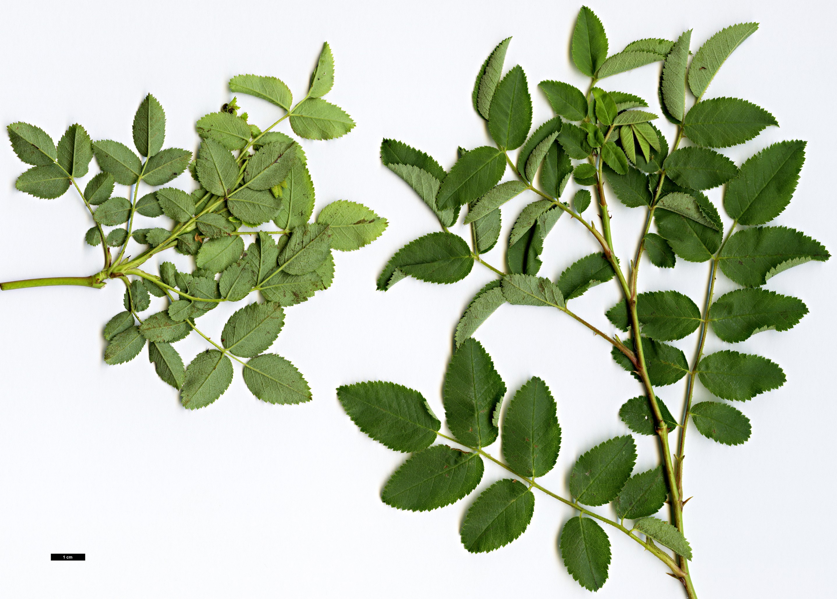 High resolution image: Family: Rosaceae - Genus: Rosa - Taxon: vosagiaca